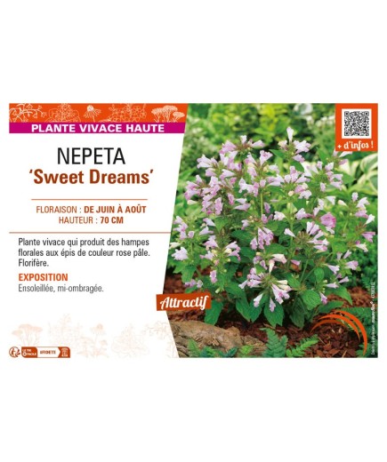 NEPETA (subsessilis) Sweet Dreams