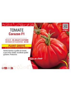 TOMATE CORAZON F1 plant greffé