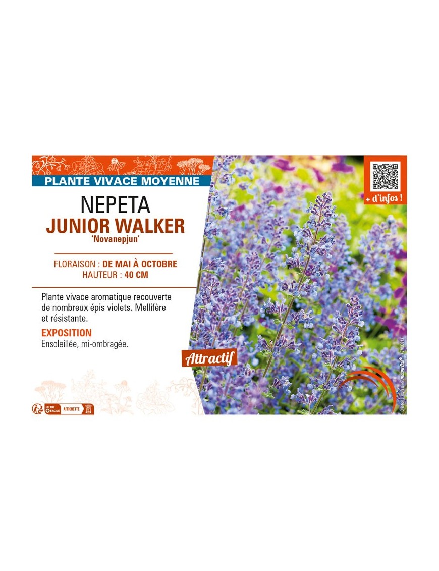 NEPETA (x faassenii) JUNIOR WALKER Novanepjun