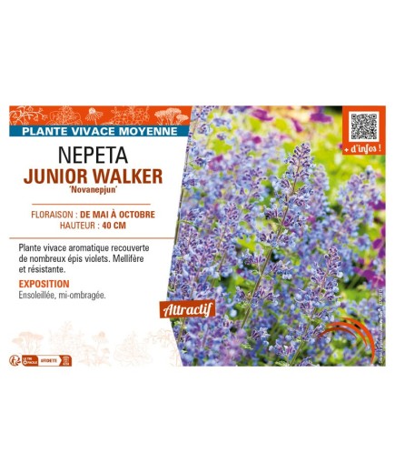 NEPETA (x faassenii) JUNIOR WALKER Novanepjun