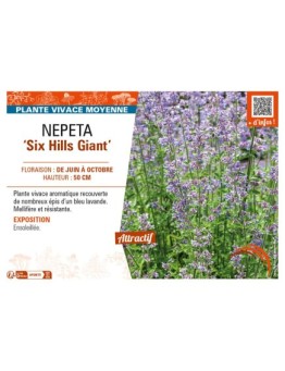 NEPETA (x faassenii) Six Hills Giant