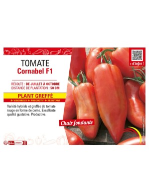 TOMATE CORNABEL F1 plant greffé