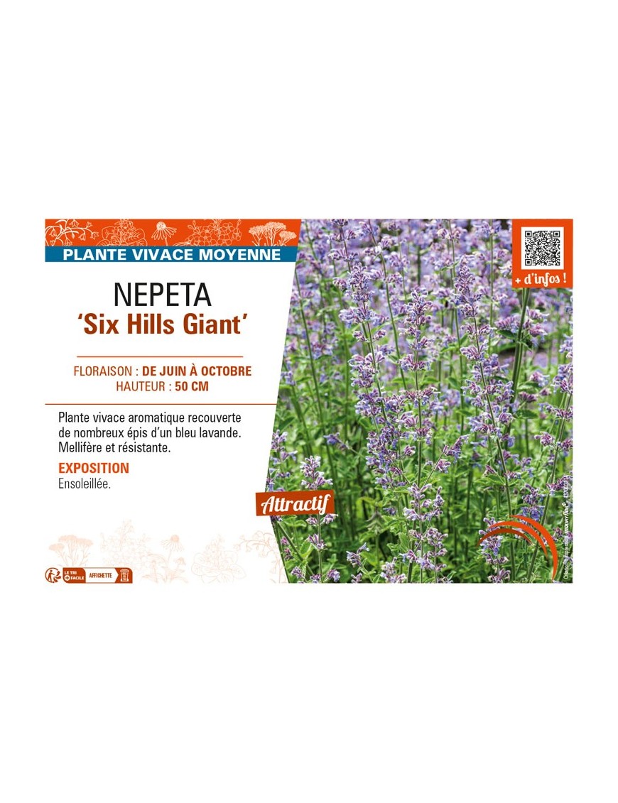NEPETA (x faassenii) Six Hills Giant