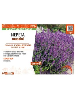 NEPETA mussini