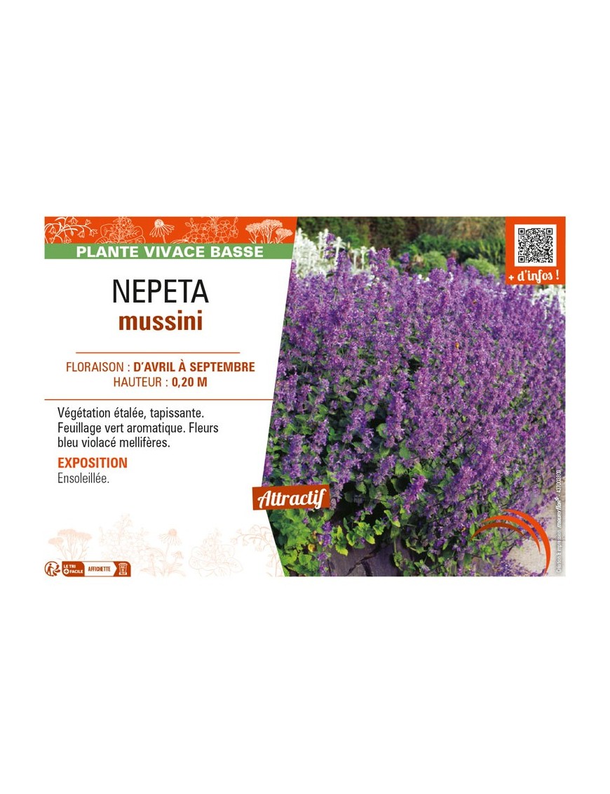 NEPETA mussini