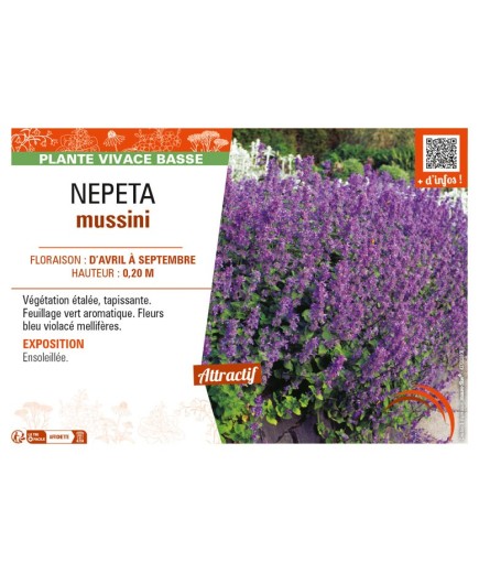 NEPETA mussini