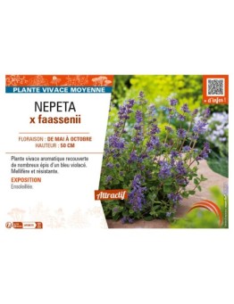 NEPETA x faassenii