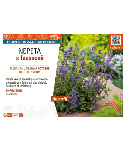 NEPETA x faassenii