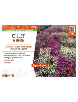 ŒILLET À DELTA (varié)