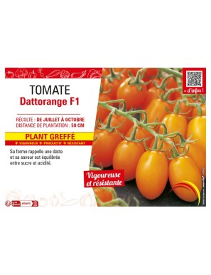 TOMATE DATTORANGE F1 plant greffé