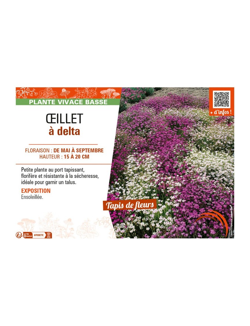 ŒILLET À DELTA (varié)