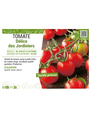 TOMATE DELICES DES JARDINIERS