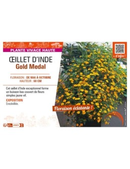 ŒILLET D'INDE GOLD MEDAL