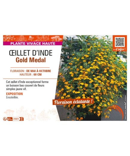 ŒILLET D'INDE GOLD MEDAL