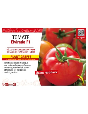TOMATE ELVIRADO F1 plant greffé
