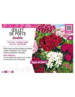 ŒILLET DE POÈTE DOUBLE (varié)