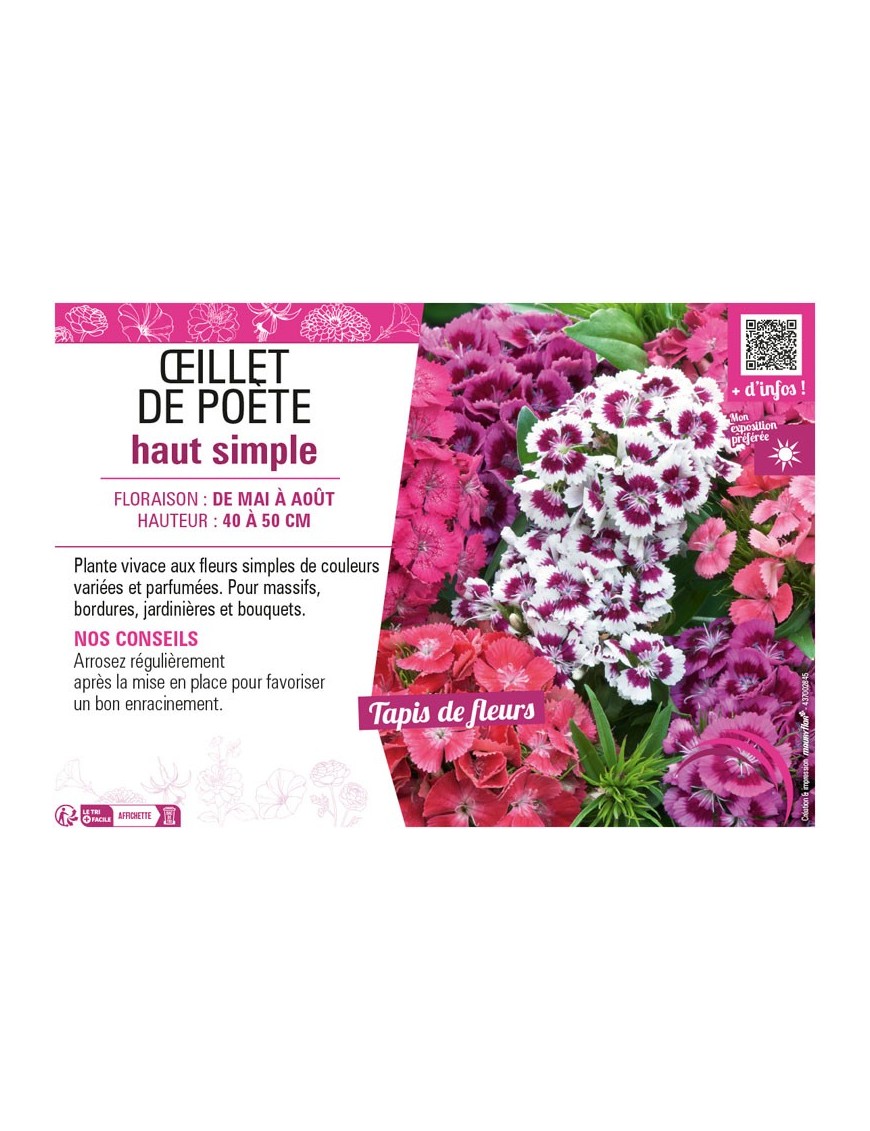 ŒILLET DE POÈTE HAUT SIMPLE (varié)