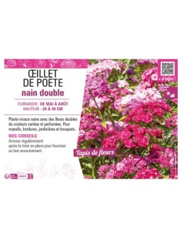 ŒILLET DE POÈTE NAIN DOUBLE (varié)
