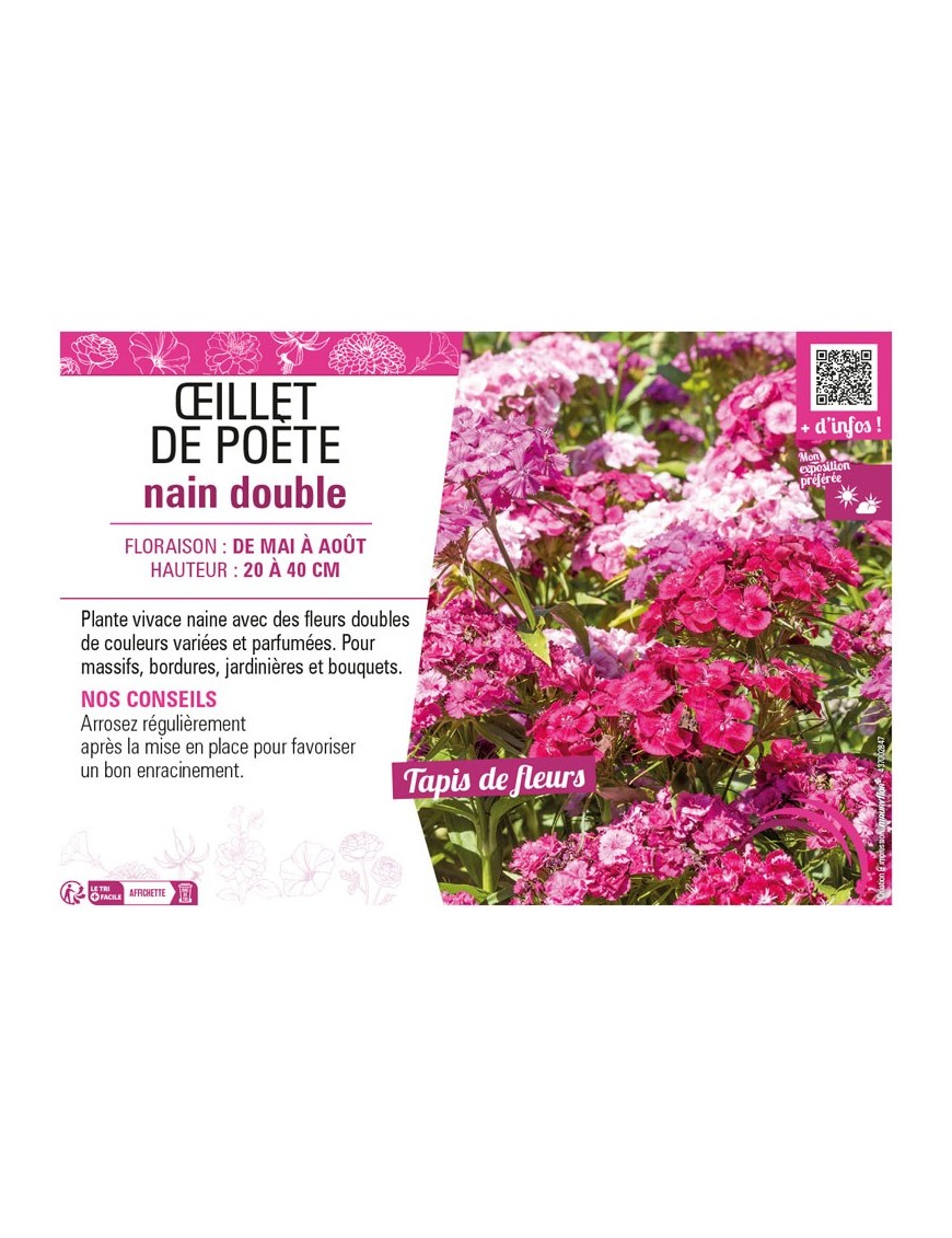 ŒILLET DE POÈTE NAIN DOUBLE (varié)