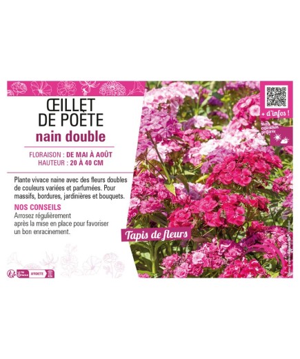 ŒILLET DE POÈTE NAIN DOUBLE (varié)