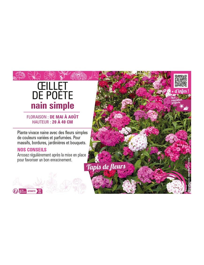 ŒILLET DE POÈTE NAIN SIMPLE (varié)