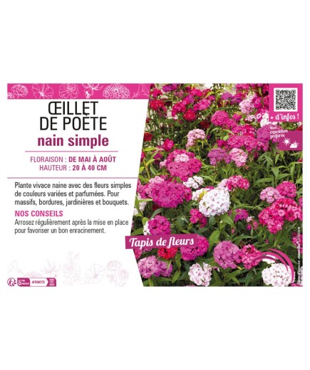 ŒILLET DE POÈTE NAIN SIMPLE (varié)