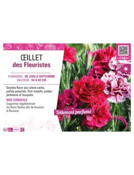 ŒILLET DES FLEURISTES