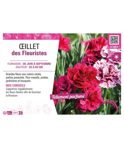 ŒILLET DES FLEURISTES