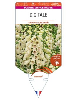 DIGITALIS PURPUREA (jaune)