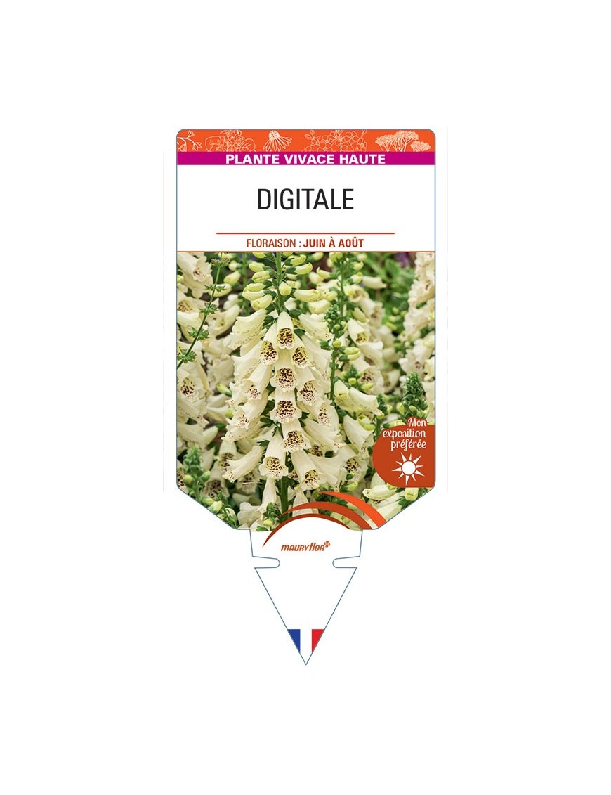 DIGITALIS PURPUREA (jaune)