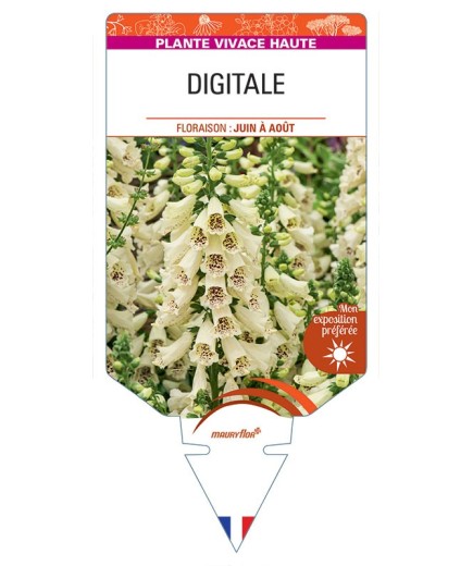 DIGITALIS PURPUREA (jaune)