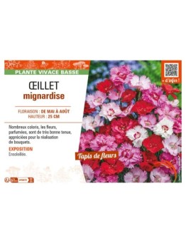 ŒILLET MIGNARDISE (varié)