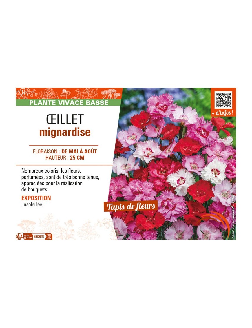 ŒILLET MIGNARDISE (varié)