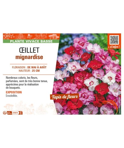 ŒILLET MIGNARDISE (varié)