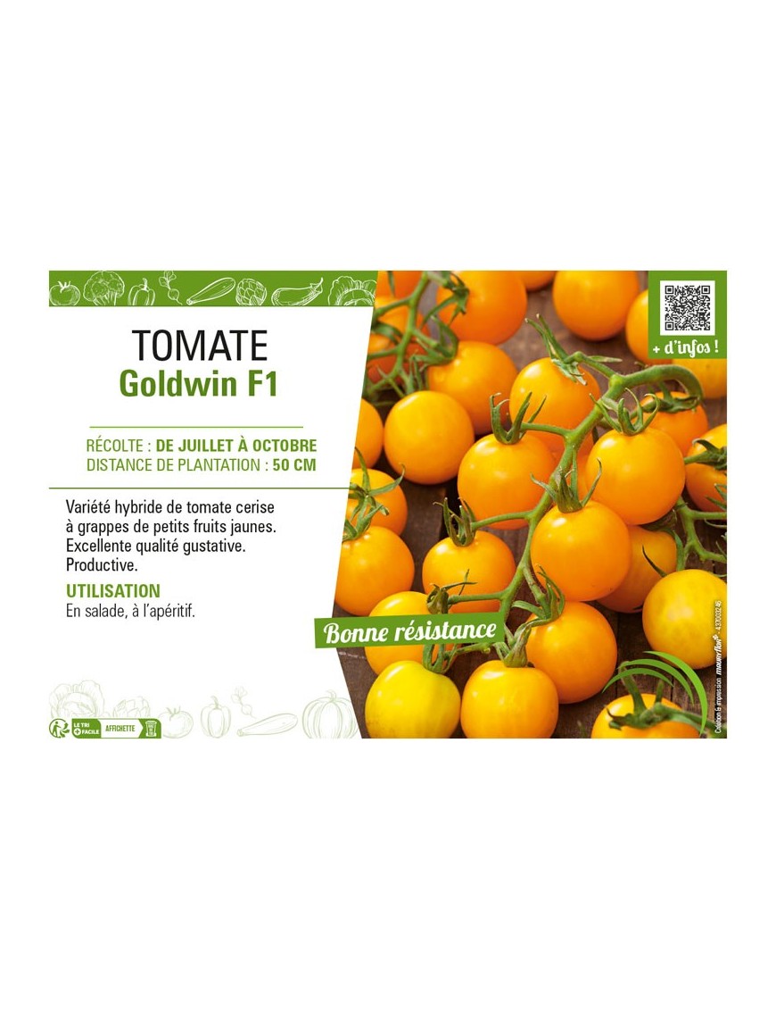 TOMATE GOLDWIN F1