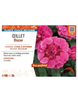 ŒILLET OSCAR