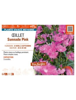 ŒILLET SUNNADE PINK