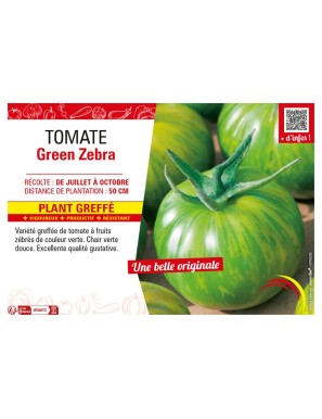 TOMATE GREEN ZEBRA plant greffé