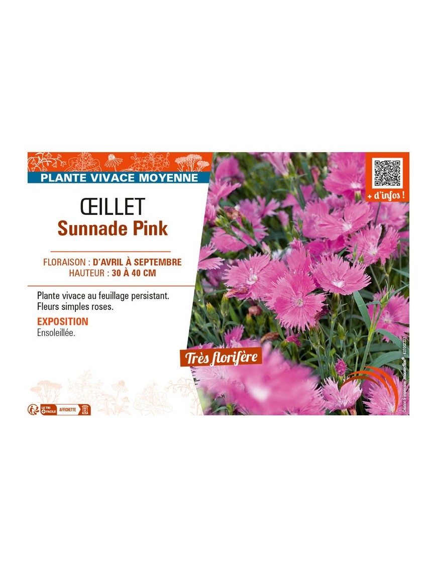 ŒILLET SUNNADE PINK