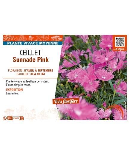 ŒILLET SUNNADE PINK