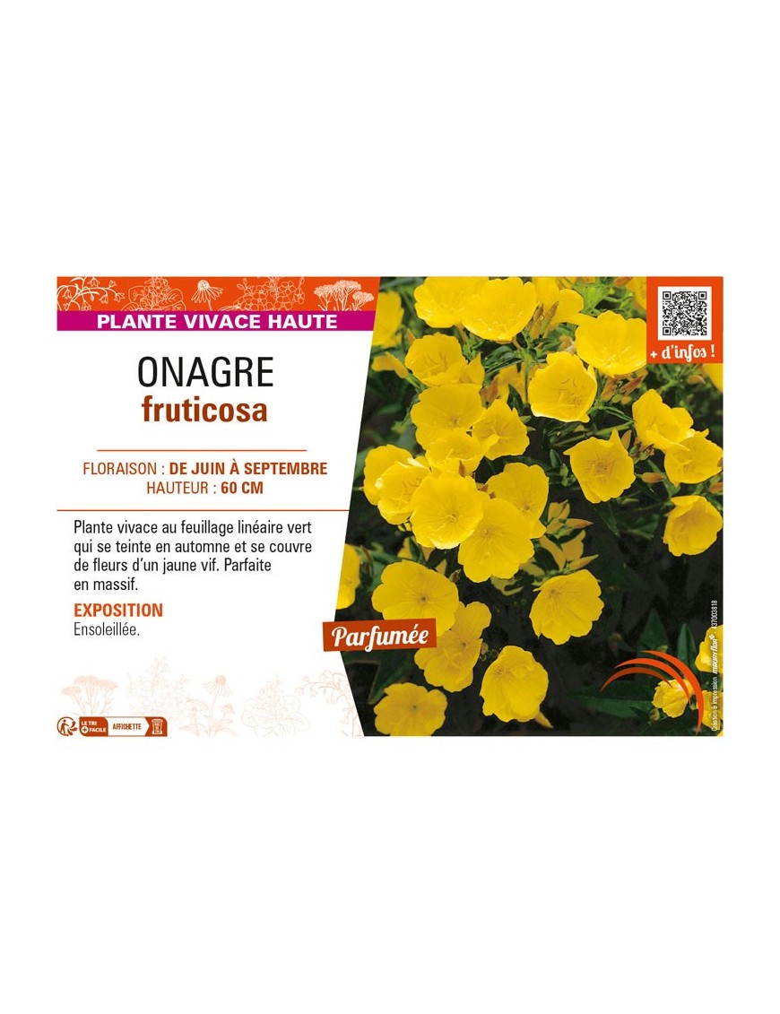 ŒNOTHERA fruticosa voir ONAGRE