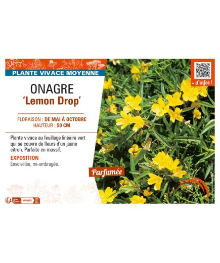 ŒNOTHERA Lemon Drop voir ONAGRE