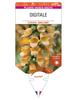 DIGITALIS PURPUREA (orange)