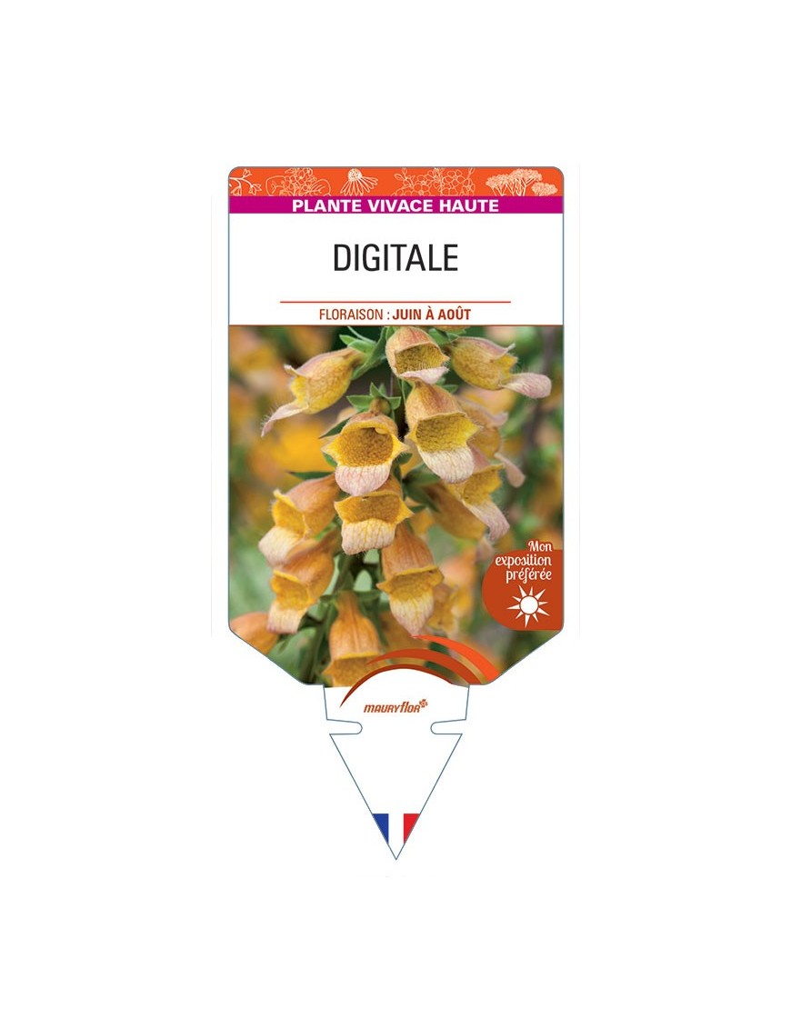 DIGITALIS PURPUREA (orange)