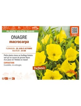 ŒNOTHERA macrocarpa voir ONAGRE