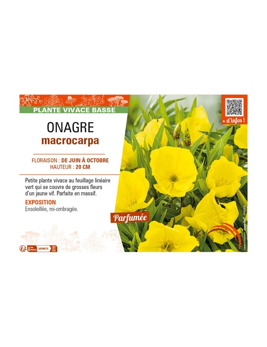 ŒNOTHERA macrocarpa voir ONAGRE