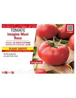 TOMATE IMAGINE MAXI ROSE plant greffé
