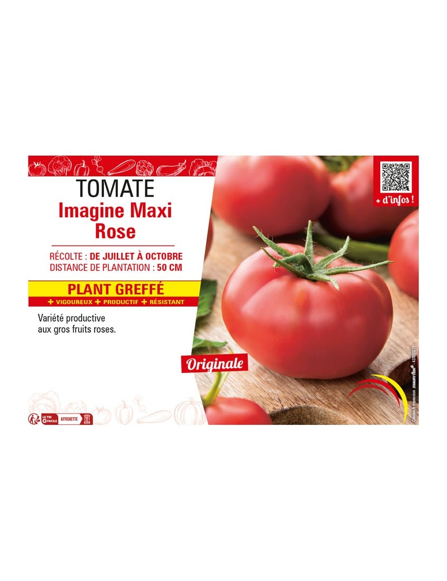 TOMATE IMAGINE MAXI ROSE plant greffé