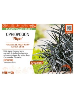 OPHIOPOGON (planiscapus) Niger