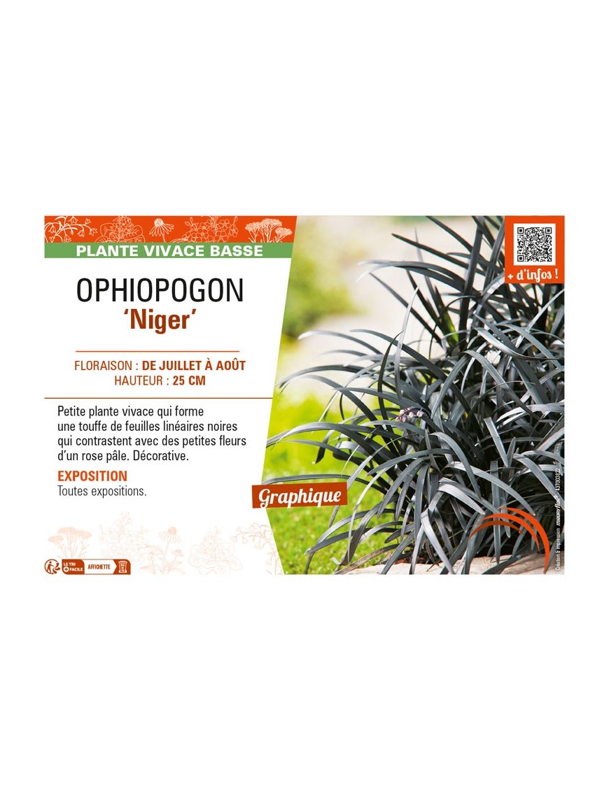 OPHIOPOGON (planiscapus) Niger